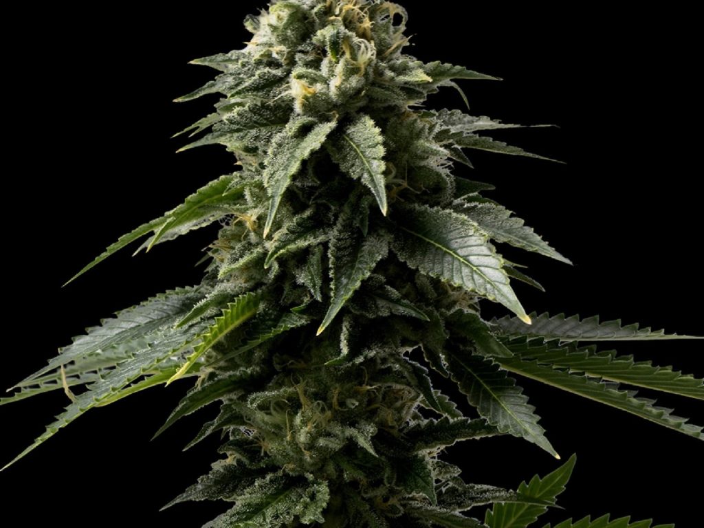 Coffe Rocket Seeds (28% THC) – Produktabbildung des Herstellers
