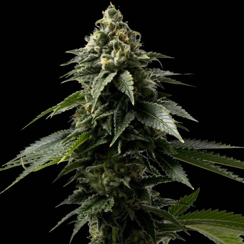 Coffe Rocket Seeds (28% THC) ?? – Produktabbildung des Herstellers
