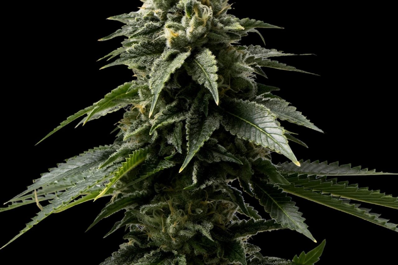 Coffe Rocket Seeds (28% THC) ?? – Produktabbildung des Herstellers