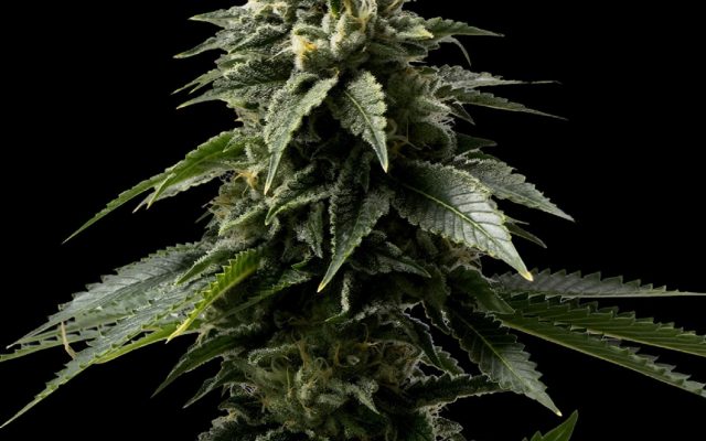 Coffe Rocket Seeds (28% THC) ?? – Produktabbildung des Herstellers
