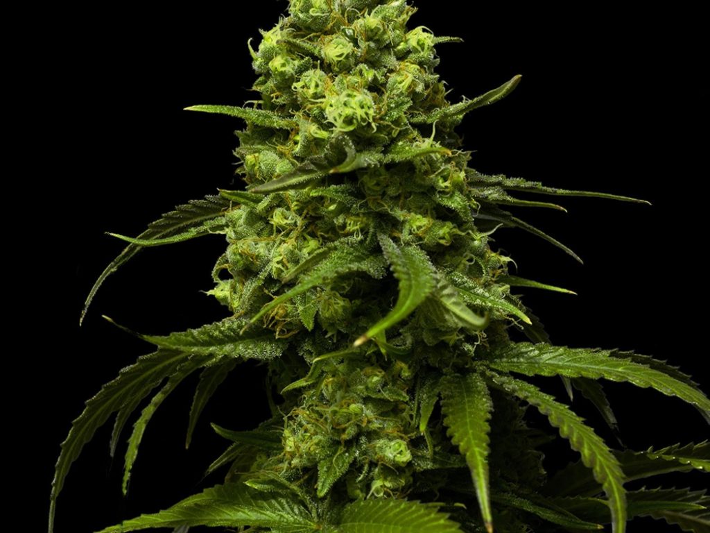 Strawberry Seeds - Feminisiert (24% THC) – Produktabbildung des Herstellers