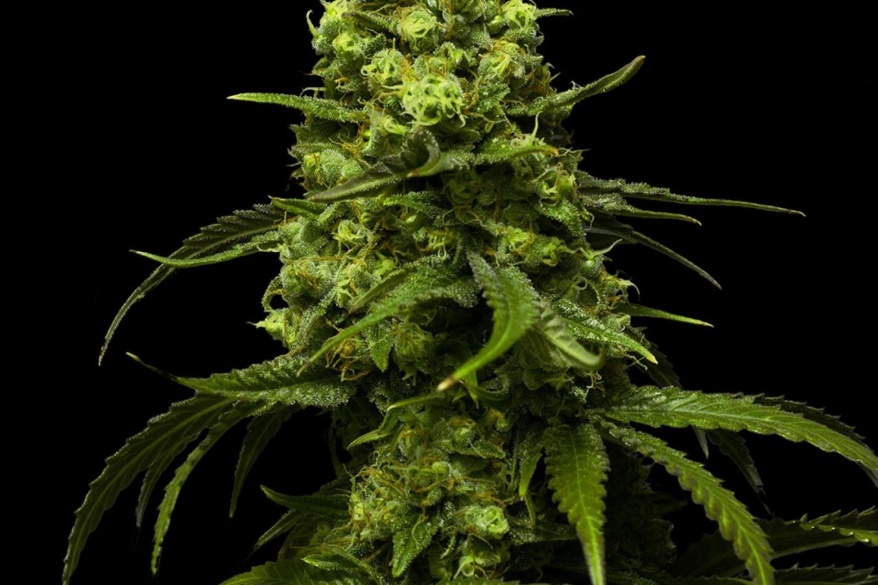 Strawberry Seeds - Feminisiert (24% THC) ?? – Produktabbildung des Herstellers