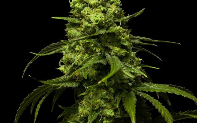 Strawberry Seeds - Feminisiert (24% THC) ?? – Produktabbildung des Herstellers