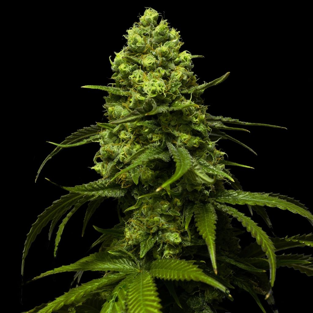 Strawberry Seeds - Feminisiert (24% THC) ?? – Produktabbildung des Herstellers