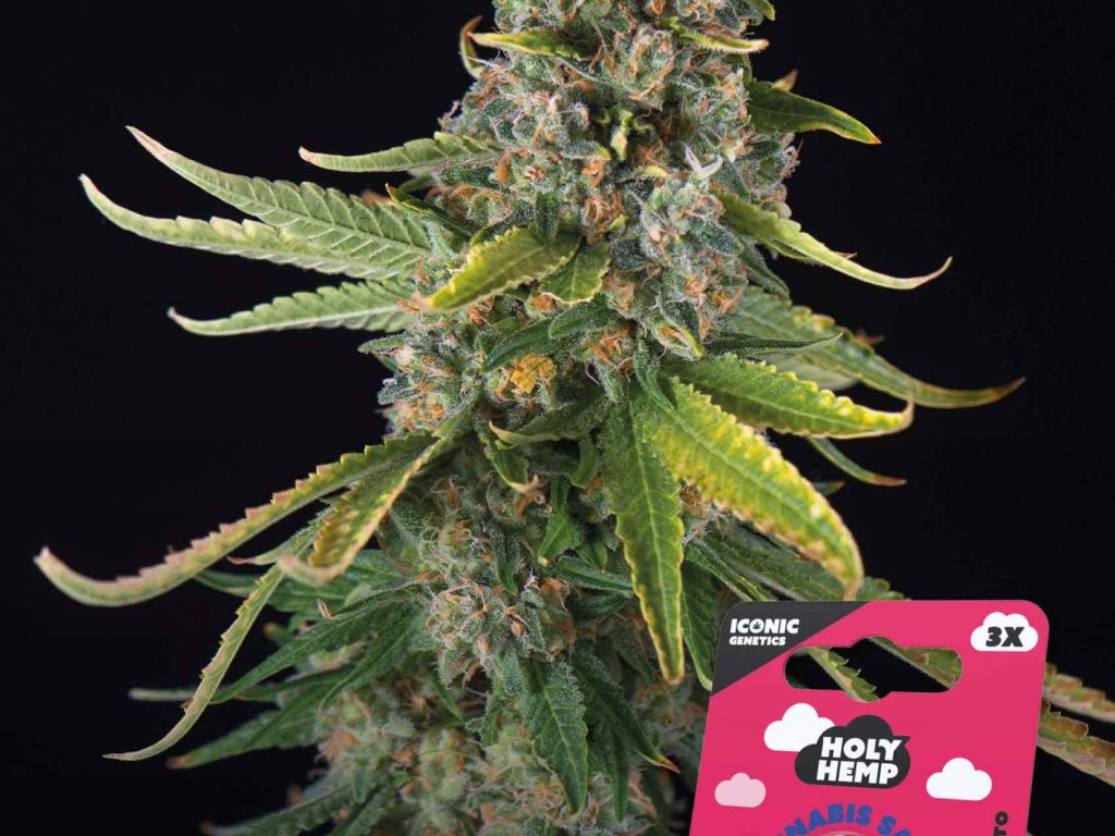 Gelato XL Automatic – Produktabbildung des Herstellers