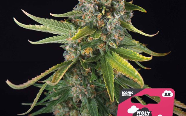 Gelato XL Automatic – Produktabbildung des Herstellers