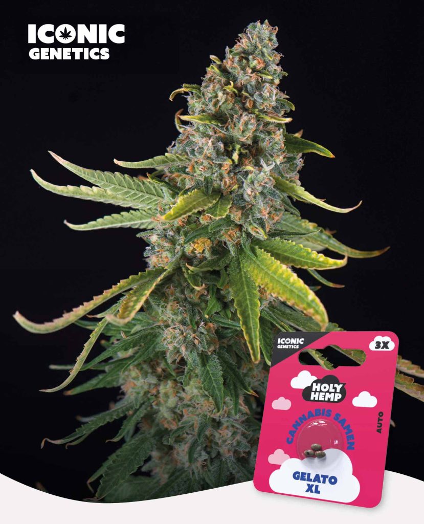 Gelato XL Automatic – Produktabbildung des Herstellers