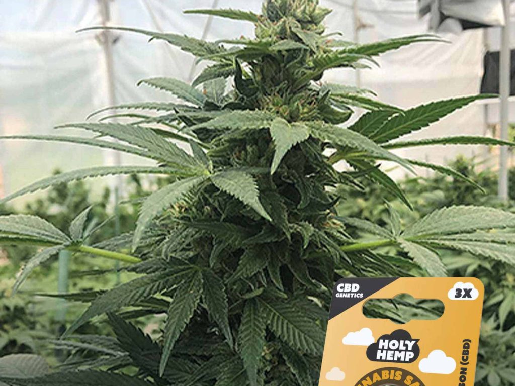 Goliath CBD Feminisiert – Produktabbildung des Herstellers