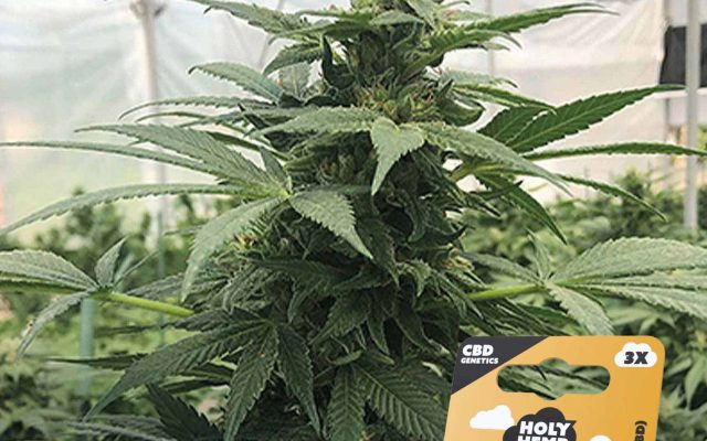 Goliath CBD Feminisiert – Produktabbildung des Herstellers