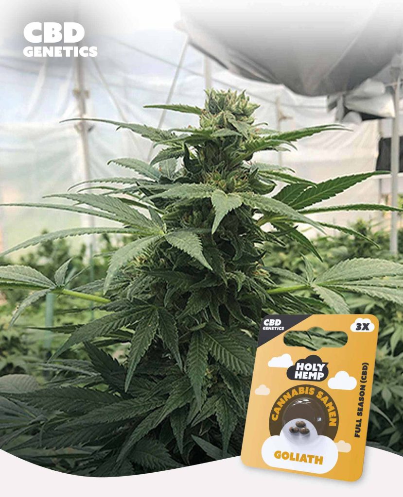 Goliath CBD Feminisiert – Produktabbildung des Herstellers