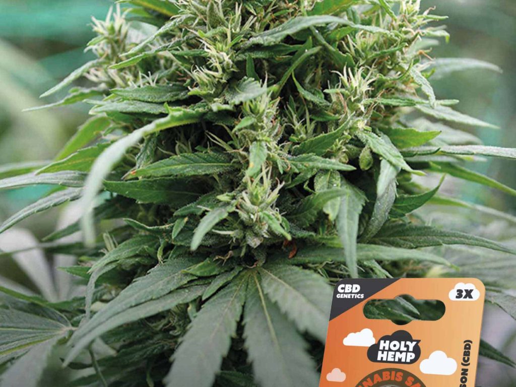 Hercules CBD Feminisiert – Produktabbildung des Herstellers