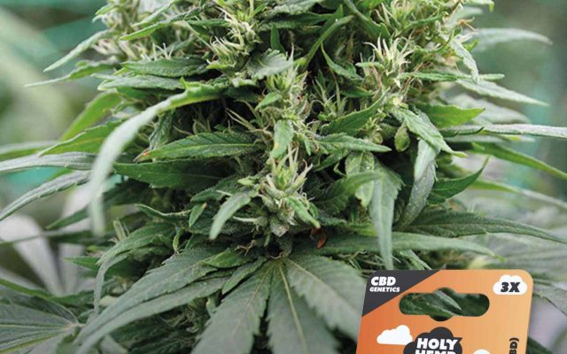 Hercules CBD Feminisiert – Produktabbildung des Herstellers