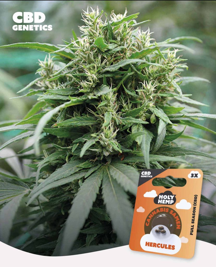 Hercules CBD Feminisiert – Produktabbildung des Herstellers