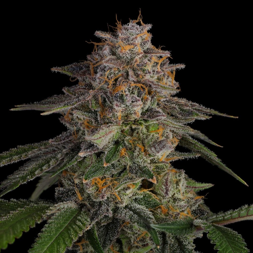 LA Kush Cake Samen Feminisiert - 1 Samen (+1 Gratis) – Produktabbildung des Herstellers