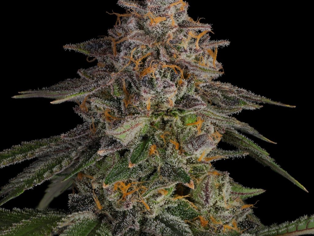 LA Kush Cake Samen Feminisiert – Produktabbildung des Herstellers