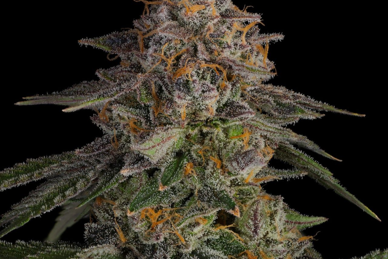 LA Kush Cake Samen Feminisiert – Produktabbildung des Herstellers