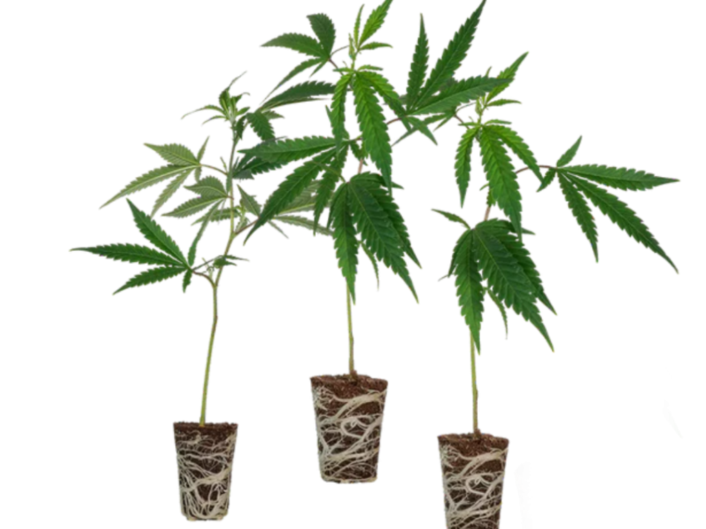 Fruit Cali Stecklingsset – Produktabbildung des Herstellers