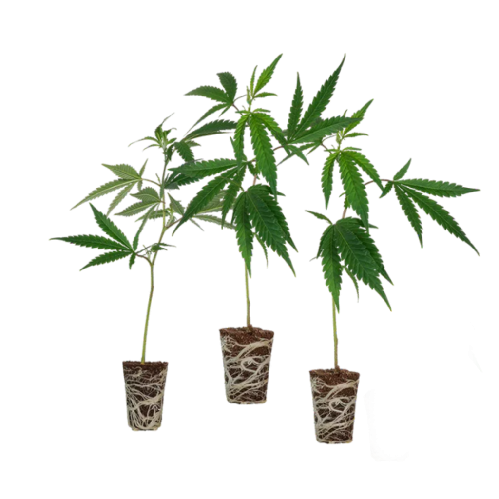 Cali Stecklingsset - 3 Stecklinge – Produktabbildung des Herstellers