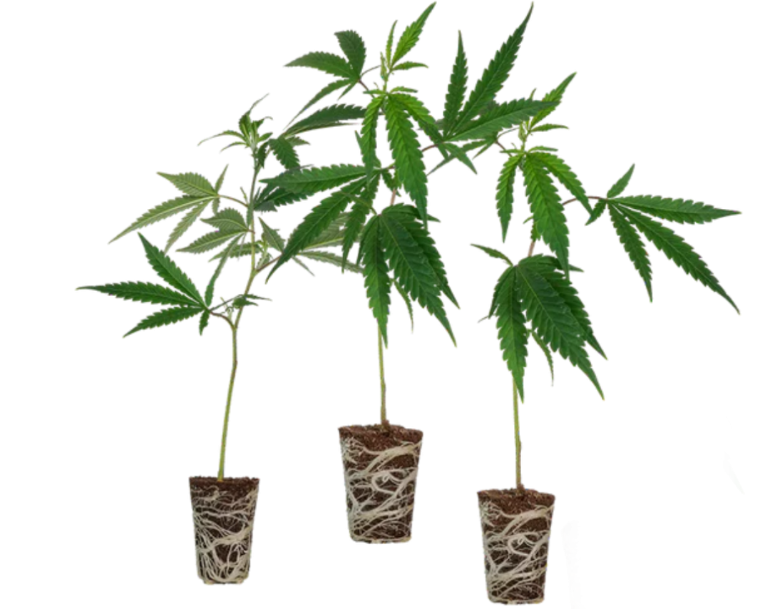 Cali Stecklingsset – Produktabbildung des Herstellers