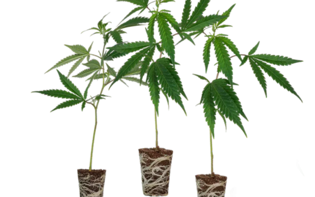 Cali Stecklingsset – Produktabbildung des Herstellers