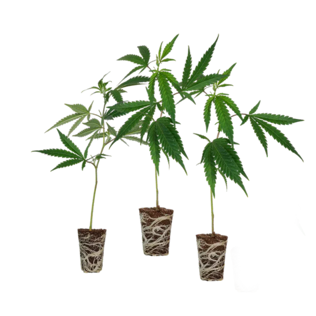 Cali Stecklingsset – Produktabbildung des Herstellers