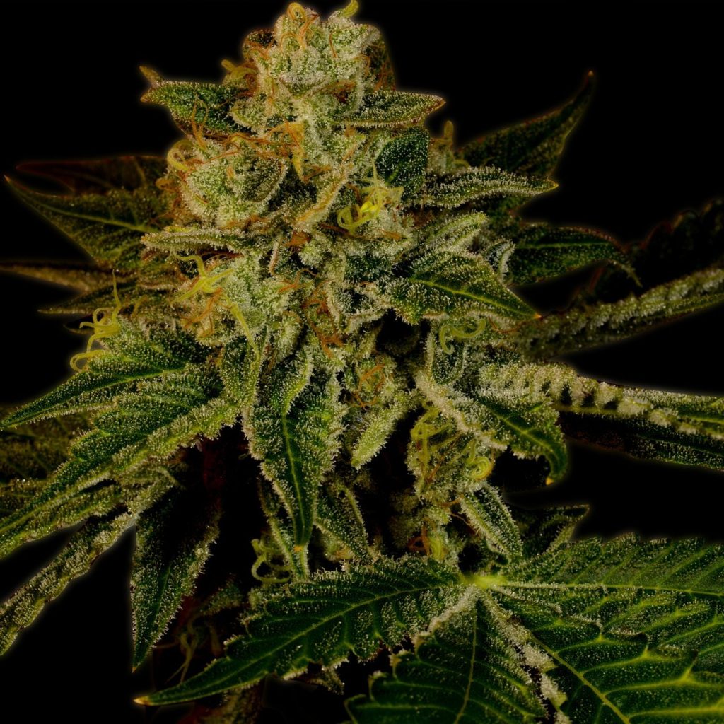 Mango Kush Steckling - 1 Steckling – Produktabbildung des Herstellers