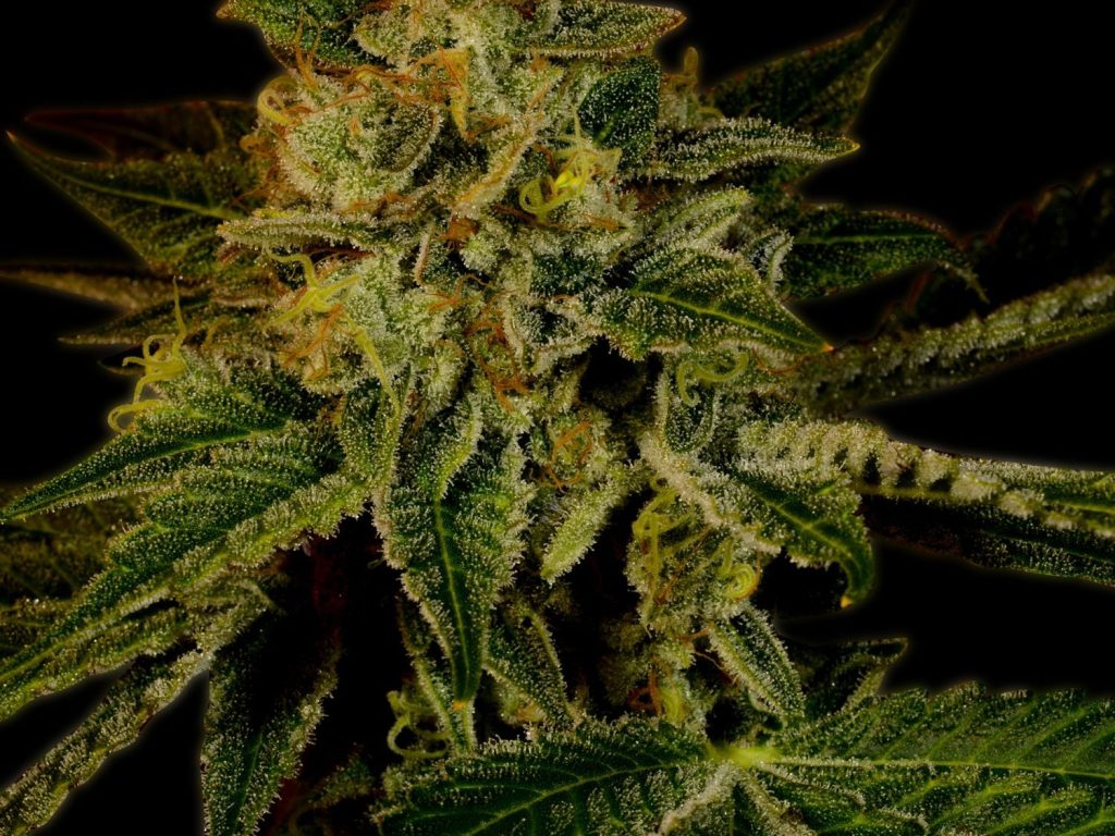 Mango Kush Steckling – Produktabbildung des Herstellers