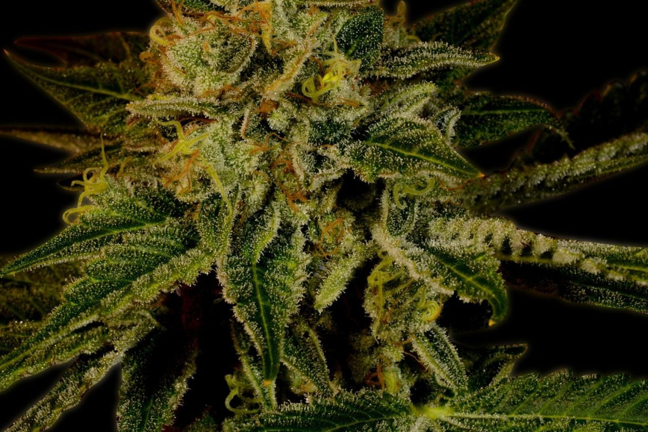 Mango Kush Steckling – Produktabbildung des Herstellers
