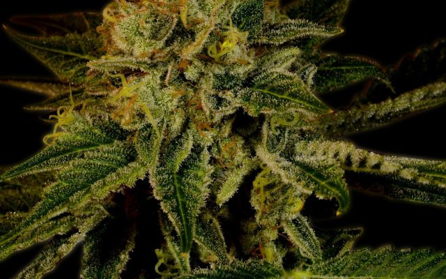 Mango Kush Steckling – Produktabbildung des Herstellers