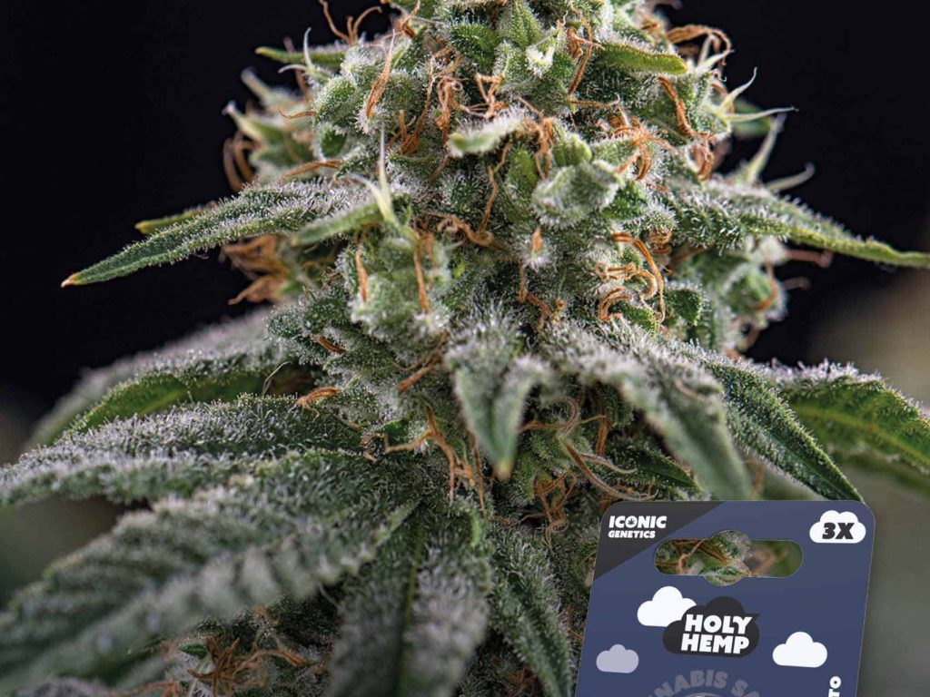 NL x Big Buds Automatic – Produktabbildung des Herstellers