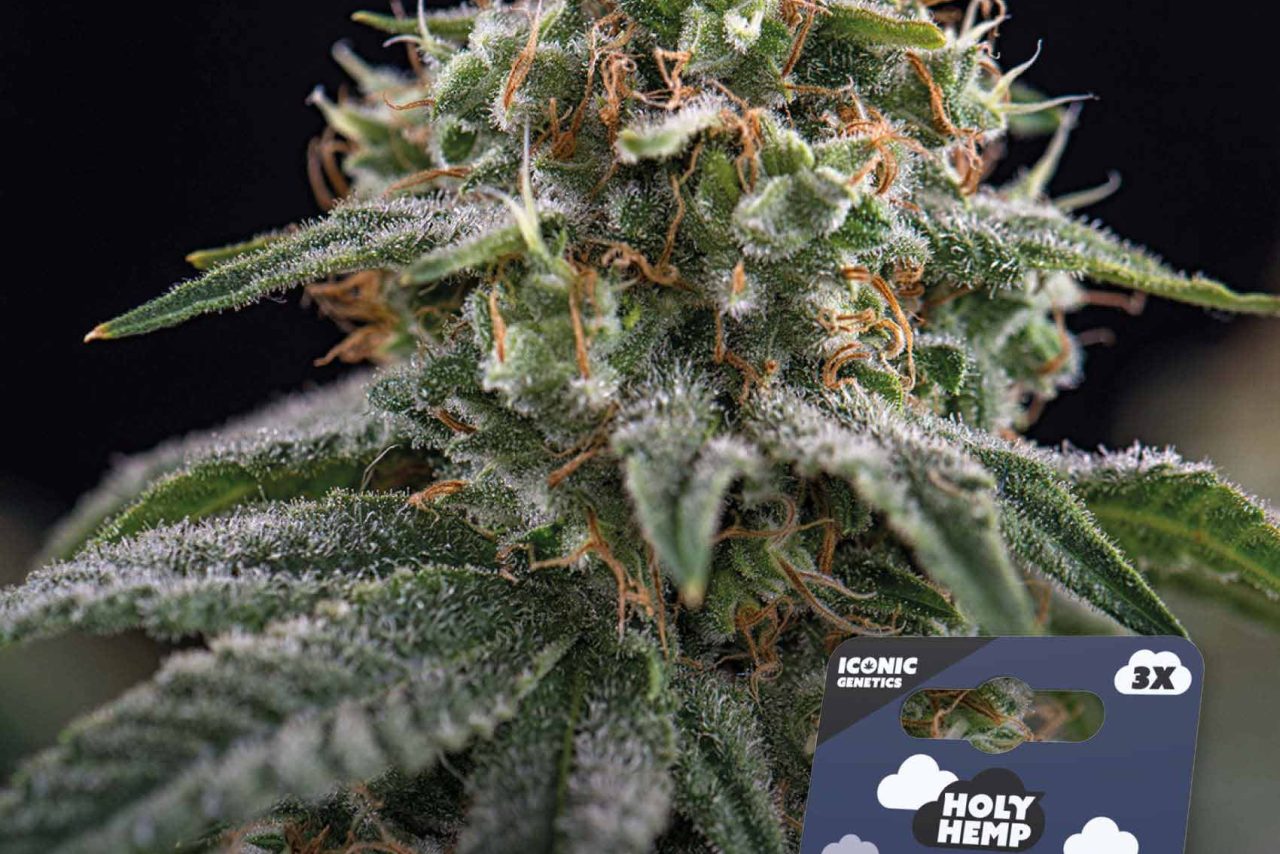 NL x Big Buds Automatic – Produktabbildung des Herstellers