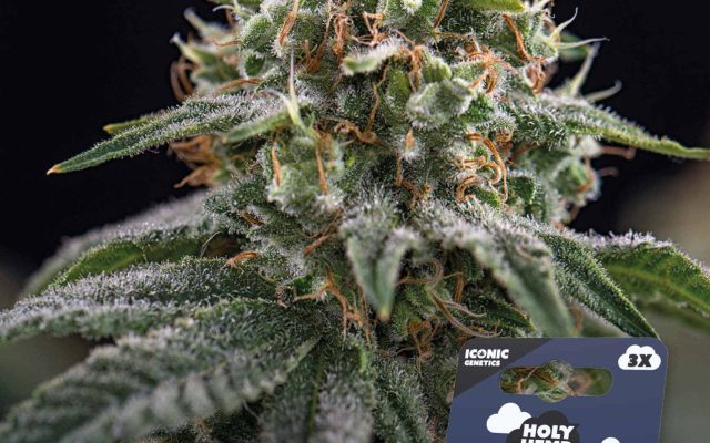 NL x Big Buds Automatic – Produktabbildung des Herstellers