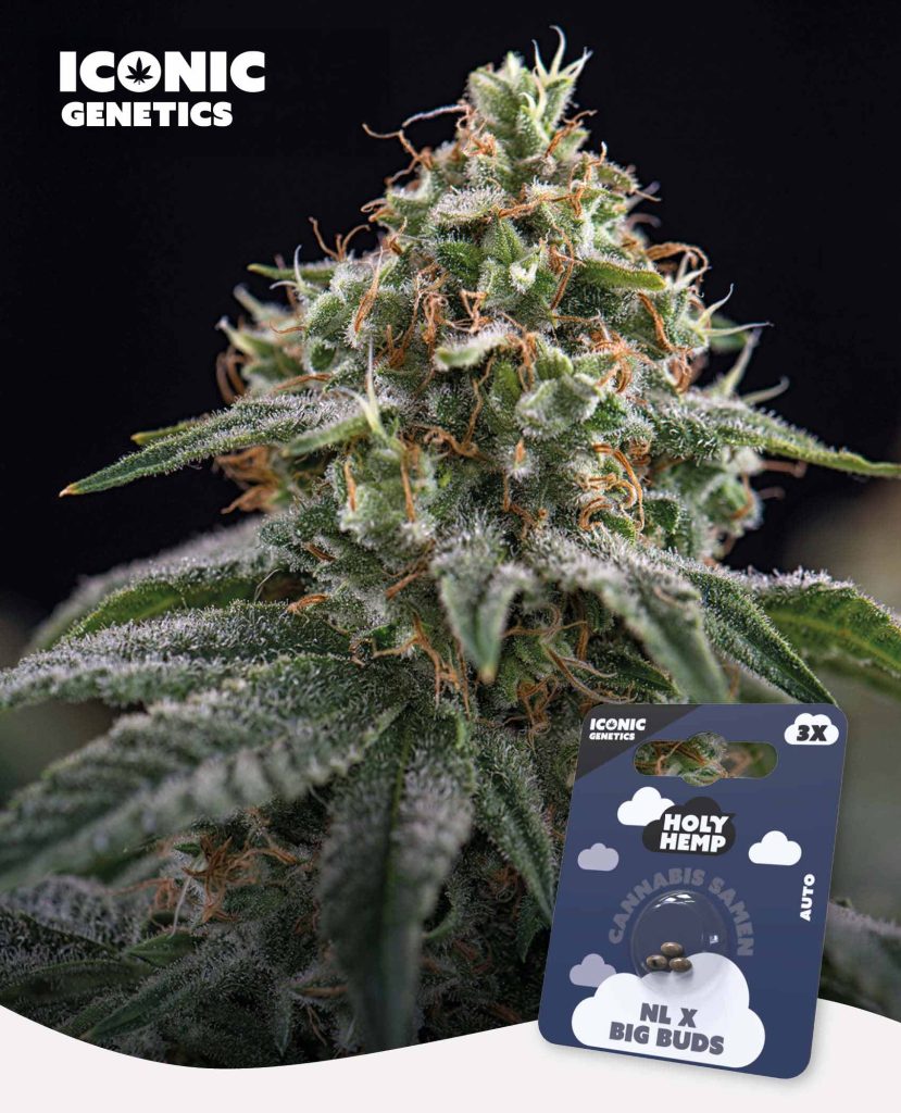 NL x Big Buds Automatic – Produktabbildung des Herstellers