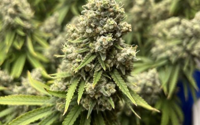 Northern Lights Samen Automatik – Produktabbildung des Herstellers