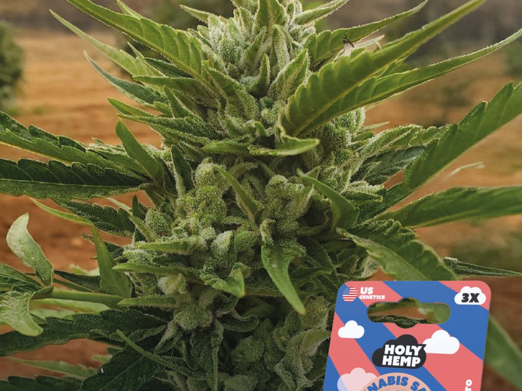 OG Kush Auto Automatic – Produktabbildung des Herstellers