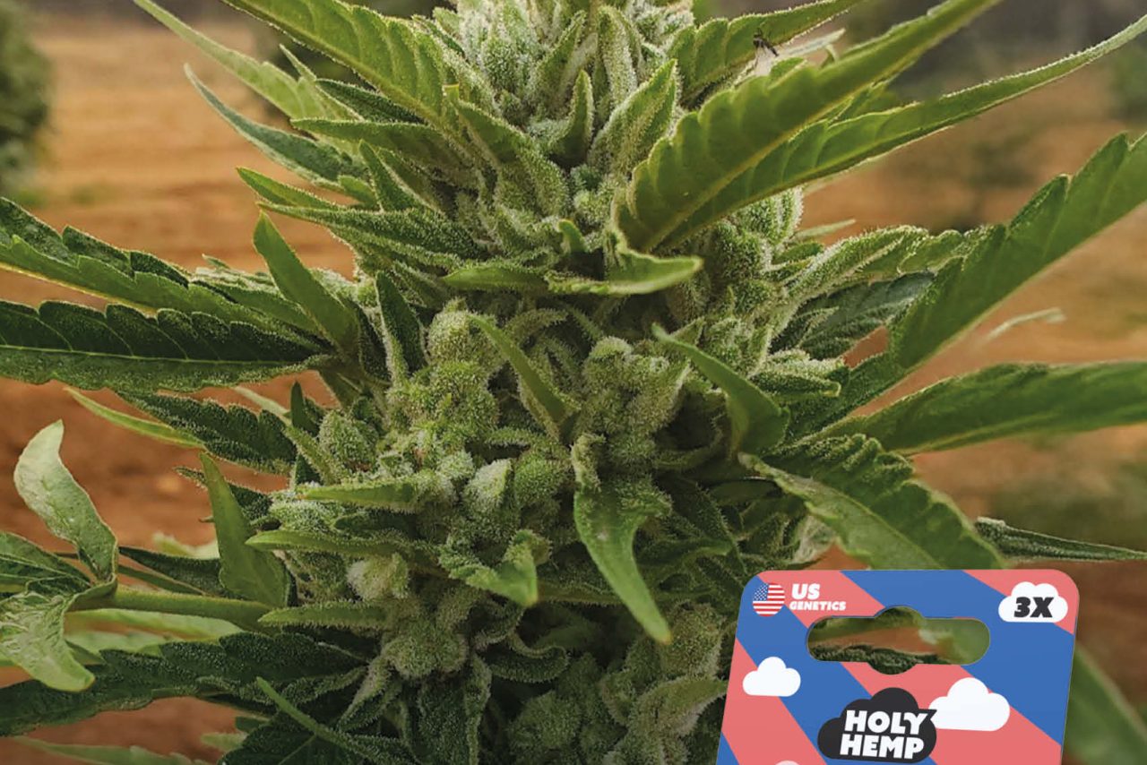 OG Kush Auto Automatic – Produktabbildung des Herstellers