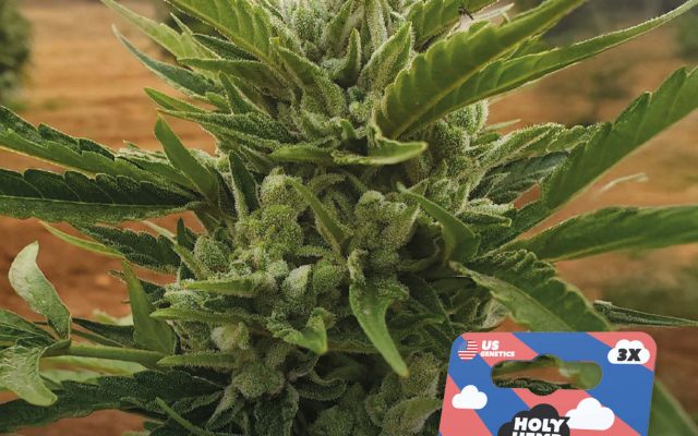 OG Kush Auto Automatic – Produktabbildung des Herstellers