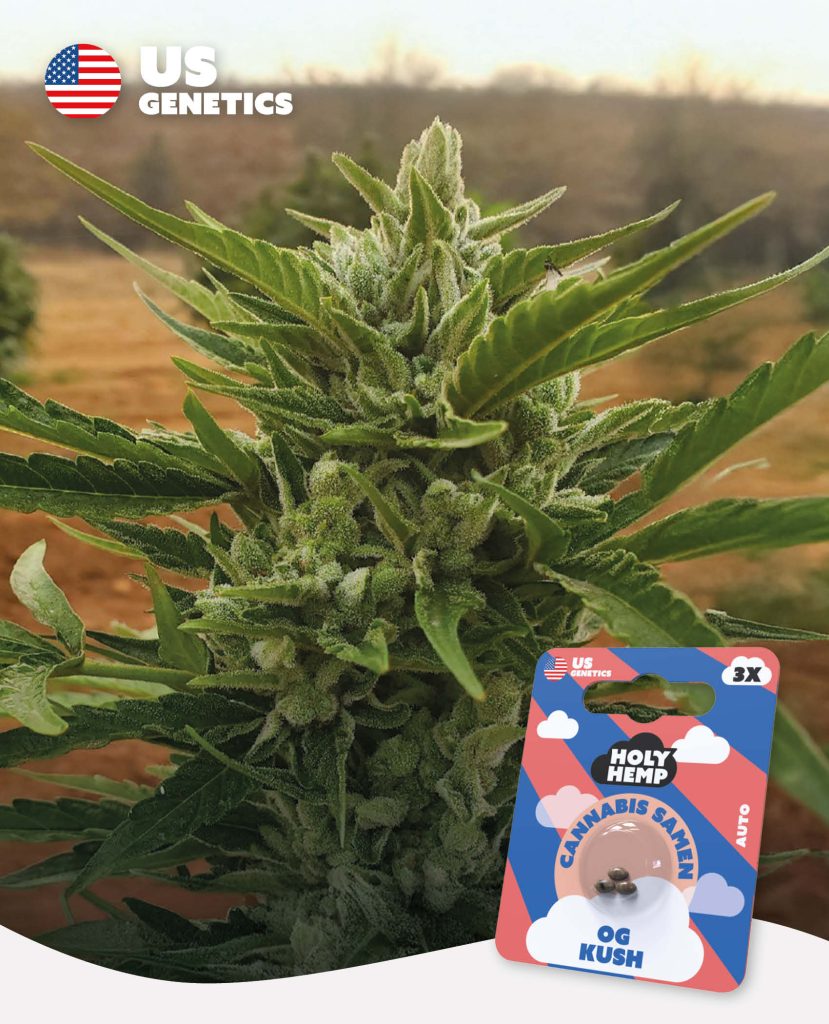 OG Kush Auto Automatic – Produktabbildung des Herstellers