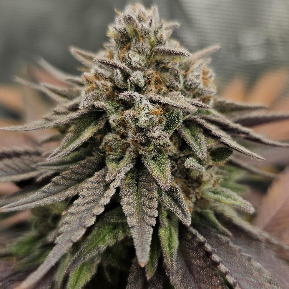 OG Kush Samen Automatik - 3 Samen (+2 gratis) – Produktabbildung des Herstellers