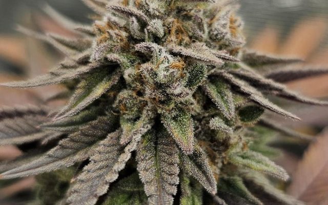 OG Kush Samen Automatik – Produktabbildung des Herstellers