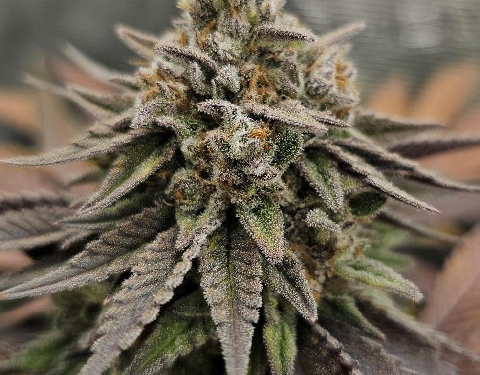 OG Kush Samen Automatik – Produktabbildung des Herstellers