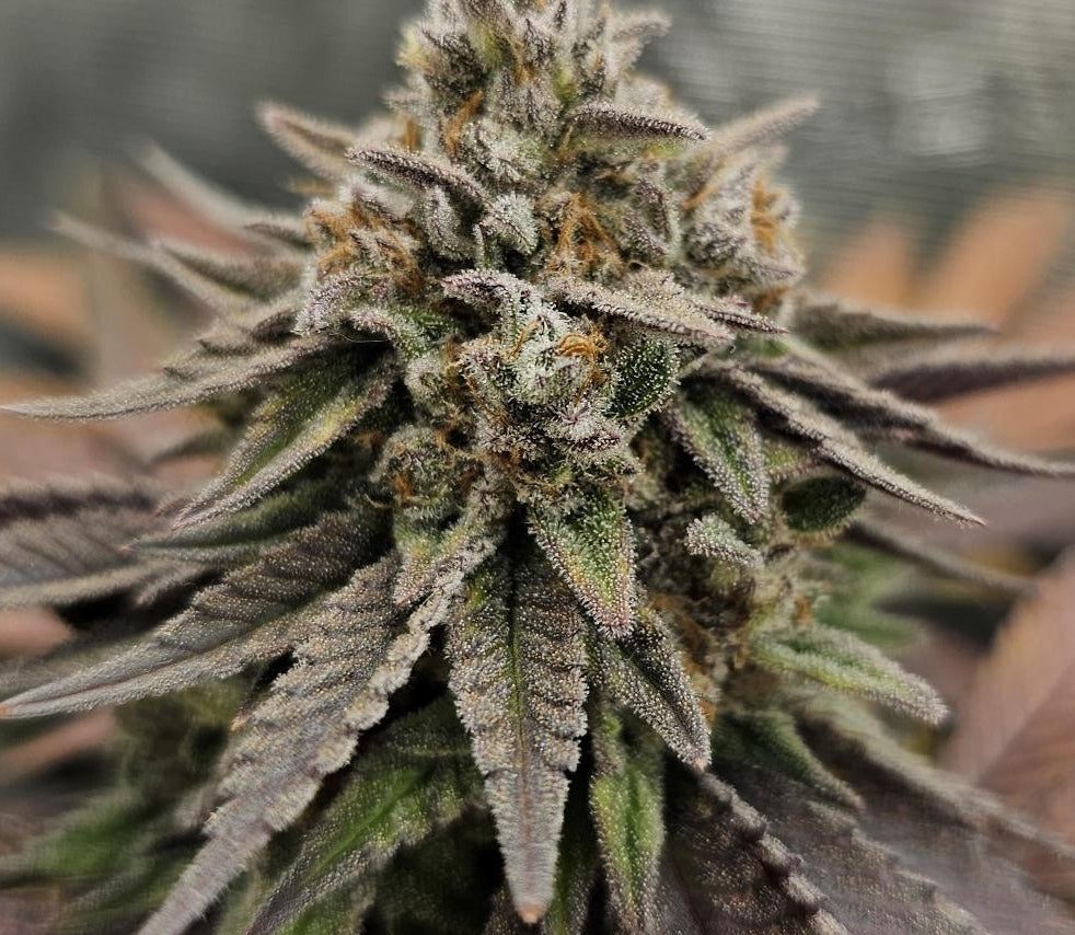 OG Kush Samen Automatik – Produktabbildung des Herstellers