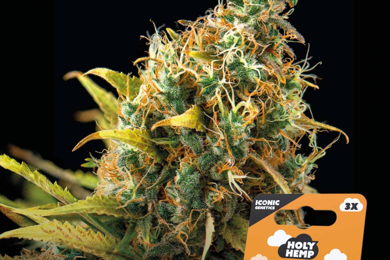 Orange Sherbet Automatic – Produktabbildung des Herstellers