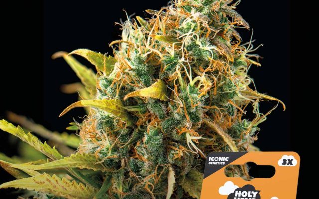 Orange Sherbet Automatic – Produktabbildung des Herstellers