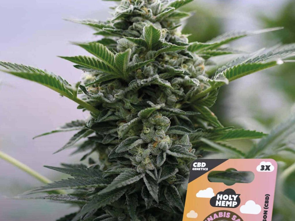 Peach Goliath CBD Feminisiert – Produktabbildung des Herstellers