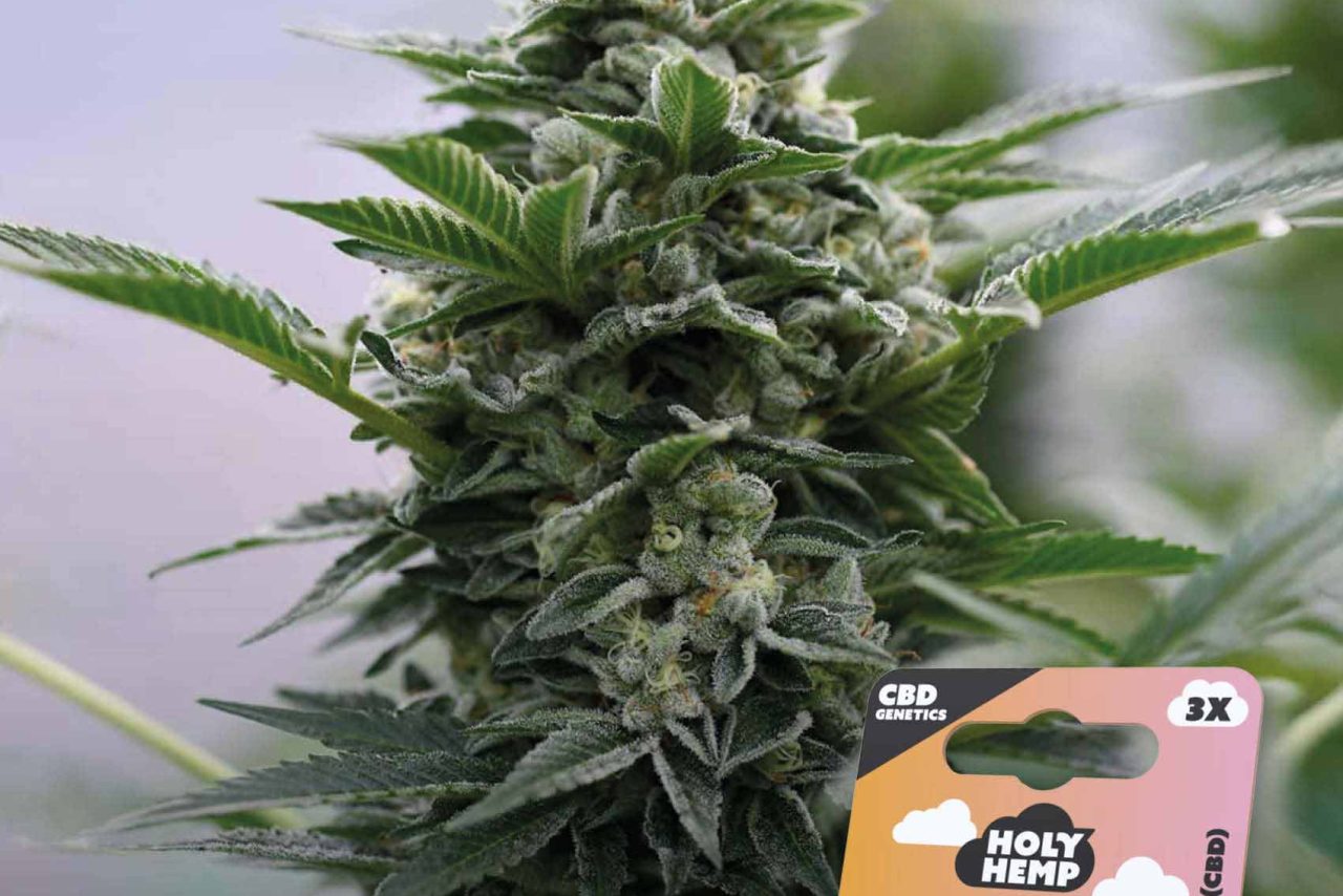 Peach Goliath CBD Feminisiert – Produktabbildung des Herstellers