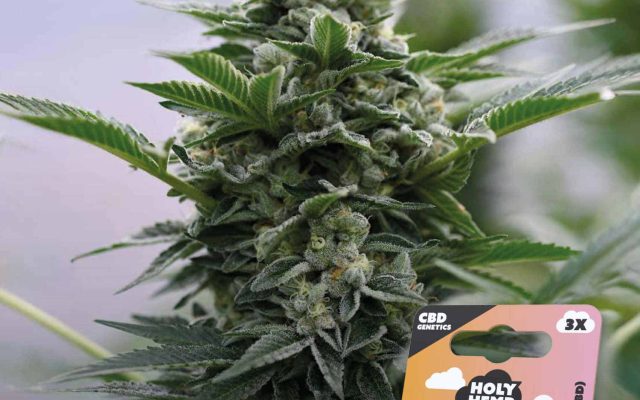 Peach Goliath CBD Feminisiert – Produktabbildung des Herstellers