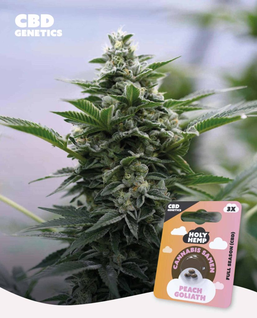 Peach Goliath CBD Feminisiert – Produktabbildung des Herstellers