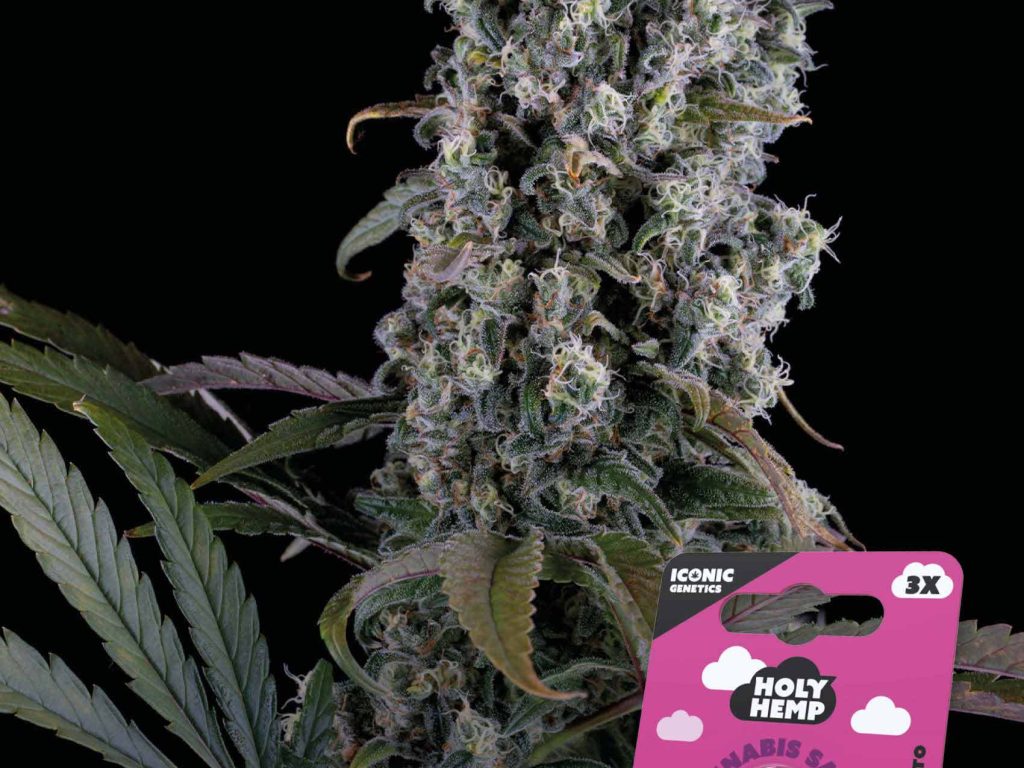 Purple Punch Automatic – Produktabbildung des Herstellers