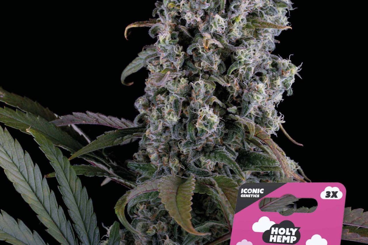Purple Punch Automatic – Produktabbildung des Herstellers